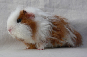 diddlcavia.jpg